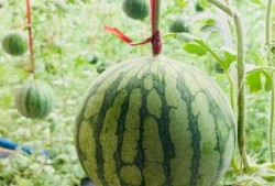 广德吃瓜最新事件爆料是真的吗,最新爆料真相揭秘